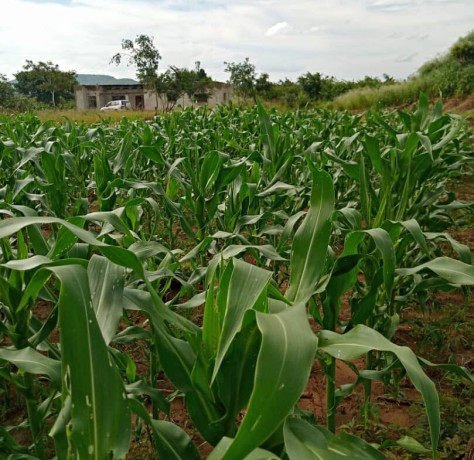 10-acres-farm-for-sale-in-22-miles-big-7