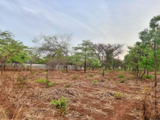 42m-x-30m-plot-for-sale-in-lilayi