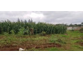 farm-land-for-sale-in-shimabala-small-2