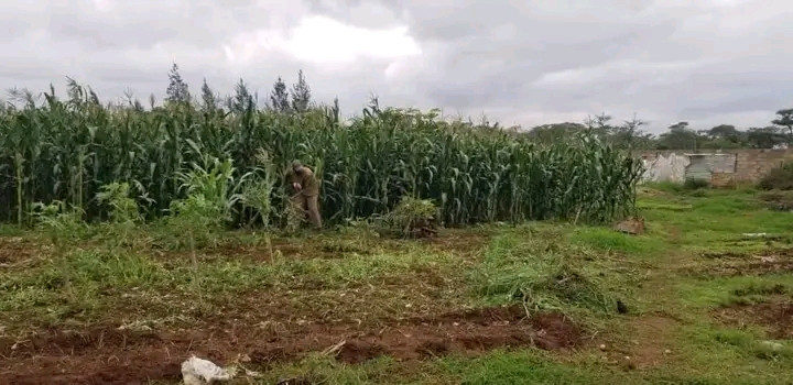 farm-land-for-sale-in-shimabala-big-2