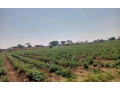 30-acre-land-for-sale-in-makeni-small-2