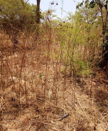 5-acre-land-for-sale-in-new-kasama-big-2