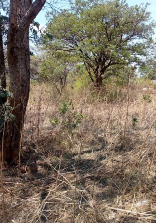 5-acre-land-for-sale-in-new-kasama-big-1