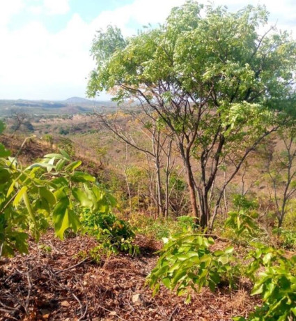 4-hectares-for-sale-in-mikango-barracks-big-0