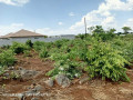 plot-for-sale-in-new-kasama-small-2