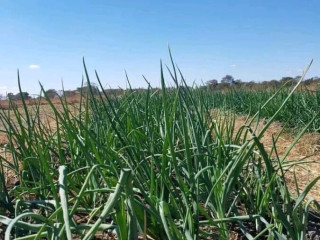 9-acres-farm-for-sale-in-silverest