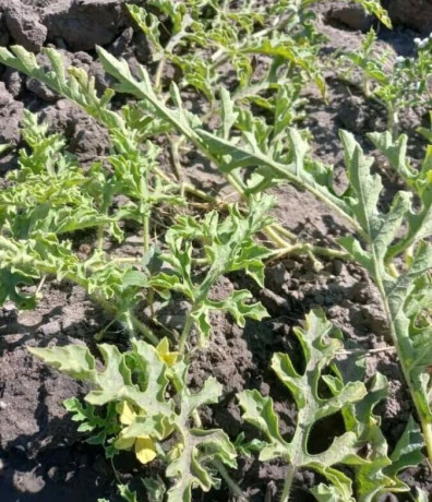 9-acres-farm-for-sale-in-silverest-big-6