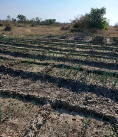 9-acres-farm-for-sale-in-silverest-big-2