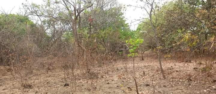 23-acres-farm-land-for-sale-in-kafue-mapape-big-3