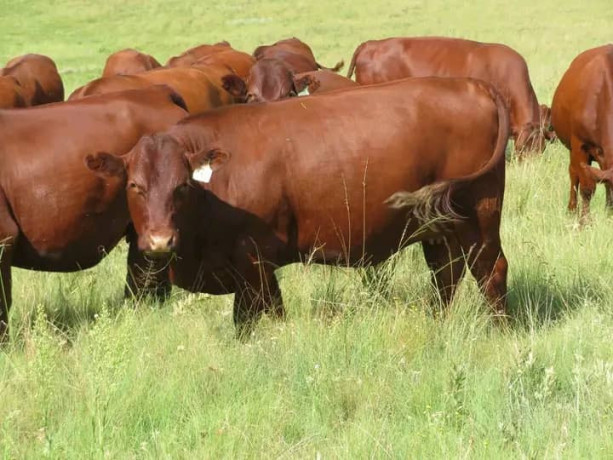 fully-developed-farm-for-sale-in-mazabuka-big-4