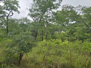 leopard-hill-roadcorner-plot-subdivision1-acre-parcel-of-land-for-sale100000