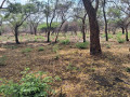 3-acres-serviced-plot-mukamunya-est-off-leopard-hill-rd-165000-small-3